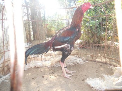 IMG-20141219-WA0002.jpg (92.99 KiB) Osservato 1089 volte IMG-20141219-WA0002.jpg