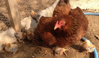 La mia chioccia matta! ;) / pallina.jpg pallina.jpg