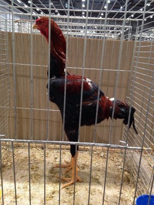 IMG-20141214-WA0057.jpg (167.02 KiB) Osservato 867 volte IMG-20141214-WA0057.jpg