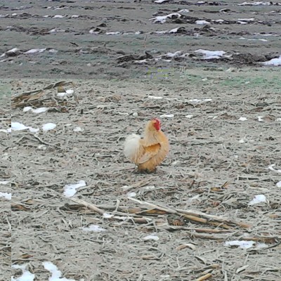 IMG_20141231_094209.jpg (232.84 KiB) Osservato 656 volte IMG_20141231_094209.jpg