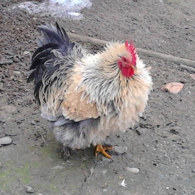 IMG_20141231_095053.jpg (150.76 KiB) Osservato 656 volte IMG_20141231_095053.jpg