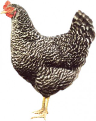 sparviera 1.jpg (59.44 KiB) Osservato 1466 volte sparviera 1.jpg