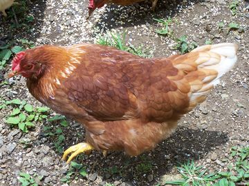 gallina ovaiola - golden comet / golden comet.jpg golden comet.jpg