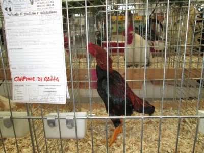 re2.JPG (132.92 KiB) Osservato 792 volte re2.JPG