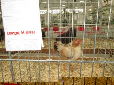 re3.JPG (136.61 KiB) Osservato 792 volte re3.JPG