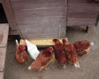 La mangiatoia / DSCN8353.JPG DSCN8353.JPG