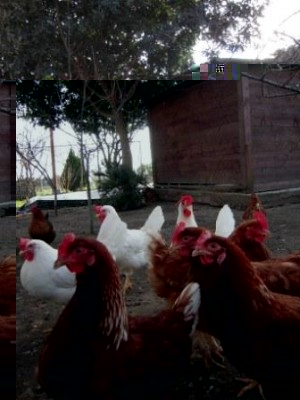 Questa è la parte posteriore. / DSCN8375.JPG DSCN8375.JPG