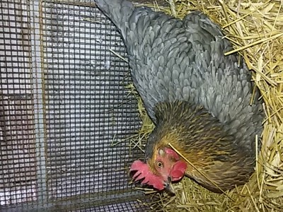 20150321_155650.jpg (277.75 KiB) Osservato 394 volte 20150321_155650.jpg