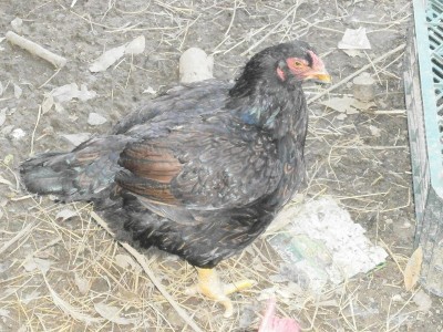 P3280158.JPG (260.63 KiB) Osservato 536 volte P3280158.JPG