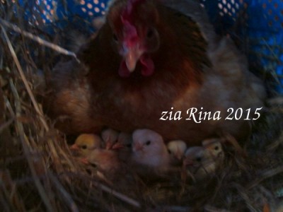 chioccPasq.JPG (74.44 KiB) Osservato 1221 volte chioccPasq.JPG