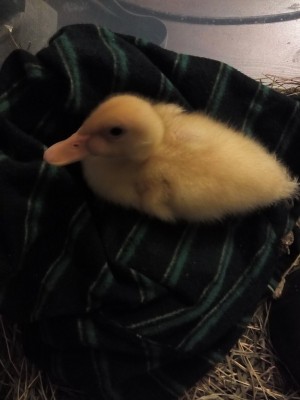 ...dopo 2 settimane ... / Paperotta 1.jpg Paperotta 1.jpg