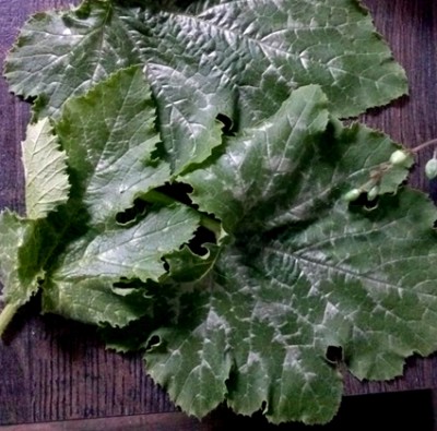 foglie.jpg (201.31 KiB) Osservato 454 volte foglie.jpg