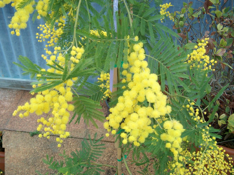 Un rametto virtuale di Mimosa dedicato a tutte le magnifiche donne del Forum di Agraria.org / Mimosa.JPG Mimosa.JPG
