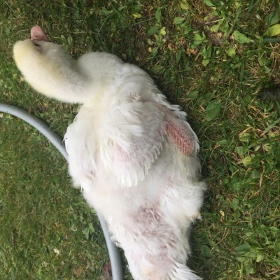 image.jpeg (176.15 KiB) Osservato 387 volte image.jpeg