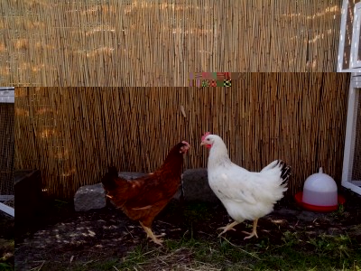 galline 031.jpg (165.34 KiB) Osservato 495 volte galline 031.jpg