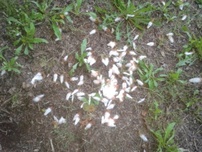 2016-05-25 20.20.27.jpg (274.18 KiB) Osservato 376 volte 2016-05-25 20.20.27.jpg