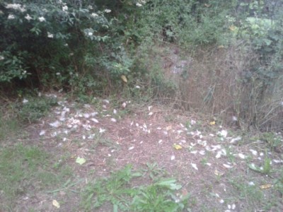 2016-05-25 20.19.49.jpg (245.84 KiB) Osservato 376 volte 2016-05-25 20.19.49.jpg