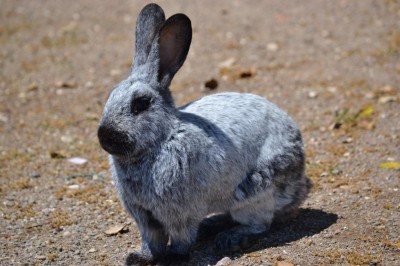 IMG_7311.JPG (98.78 KiB) Osservato 332 volte IMG_7311.JPG