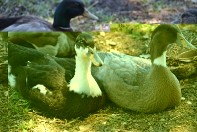 image2.JPG (123.56 KiB) Osservato 332 volte image2.JPG