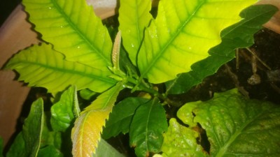 DSC_0352.JPG (61.86 KiB) Osservato 962 volte DSC_0352.JPG