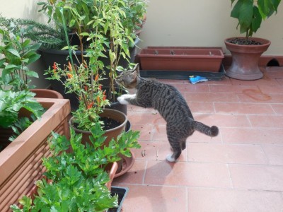 DSCN2638_c.jpg (181.25 KiB) Osservato 518 volte DSCN2638_c.jpg