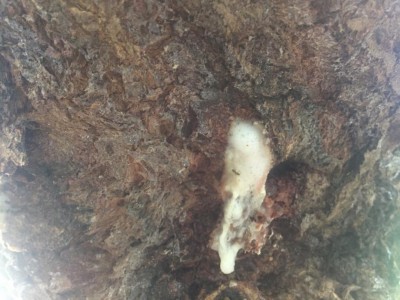 IMG_8225.JPG (105.56 KiB) Osservato 468 volte IMG_8225.JPG