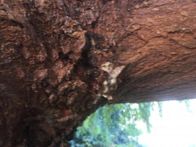 IMG_8224.JPG (89.31 KiB) Osservato 468 volte IMG_8224.JPG