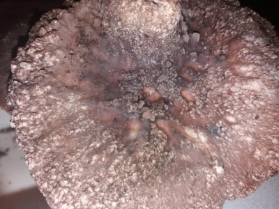 20161114_192509.jpg (131.88 KiB) Osservato 359 volte 20161114_192509.jpg