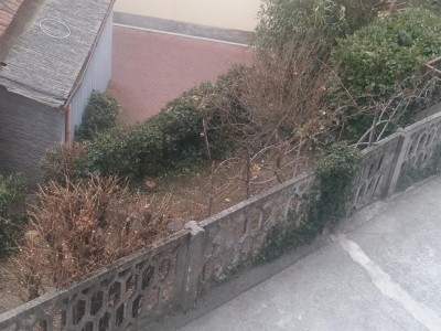 Parte del posto dove vorrei mettere il pollaio / 20170112_124359.jpg 20170112_124359.jpg