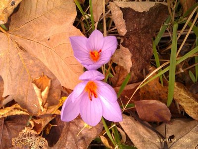 Crocus ....... ? / IMAG0080.jpg IMAG0080.jpg