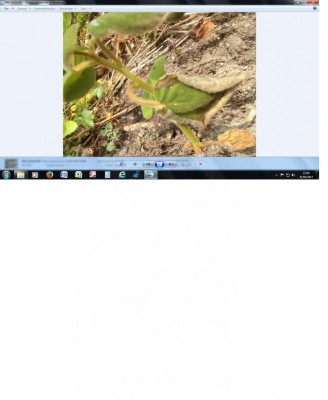 Immagine kiwi.jpg (68.49 KiB) Osservato 477 volte Immagine kiwi.jpg