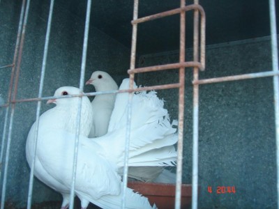 Coppia pavoncelle.JPG (76.75 KiB) Osservato 544 volte Coppia pavoncelle.JPG