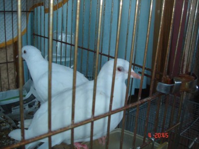 Coppia tortore.JPG (85.23 KiB) Osservato 499 volte Coppia tortore.JPG