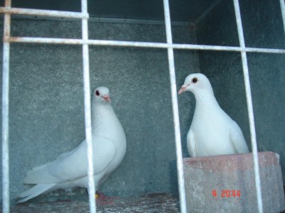 Coppia colombe.JPG (85.81 KiB) Osservato 544 volte Coppia colombe.JPG