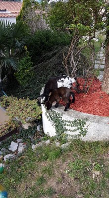 17265276_10212248088265448_3876344227454019337_n.jpg (166.51 KiB) Osservato 472 volte 17265276_10212248088265448_3876344227454019337_n.jpg