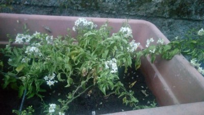 P_20170825_202500.jpg (77.87 KiB) Osservato 477 volte P_20170825_202500.jpg