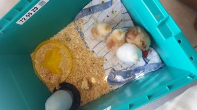 1505982250337426581068.jpg (70.93 KiB) Osservato 495 volte 1505982250337426581068.jpg