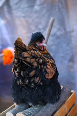 Guendalina / 26814492_751821625016411_5982438469698680578_n.jpg 26814492_751821625016411_5982438469698680578_n.jpg