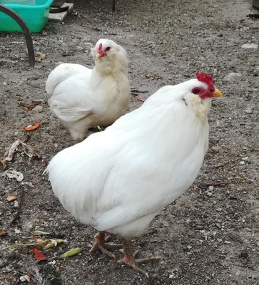 IMG_20180428_150822.jpg (204.1 KiB) Osservato 482 volte IMG_20180428_150822.jpg