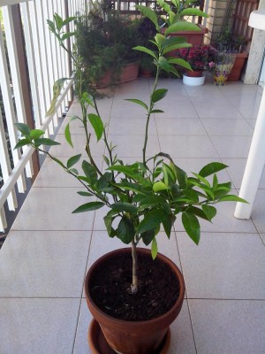 IMG_20180510_171503.jpg (120.34 KiB) Osservato 330 volte IMG_20180510_171503.jpg