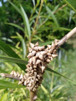 lumachina2.jpeg (82.39 KiB) Osservato 349 volte lumachina2.jpeg