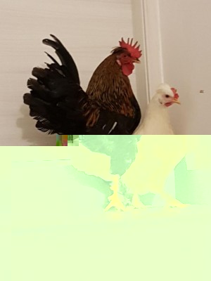 scema e scemotto - polli razza 'non so' ricevuti in regalo. / WhatsApp Image 2018-02-07 at 6.57.05 PM.jpeg WhatsApp Image 2018-02-07 at 6.57.05 PM.jpeg