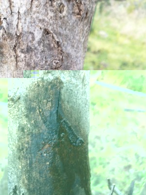 IMG-20190314-WA0039.jpg (95.83 KiB) Osservato 438 volte IMG-20190314-WA0039.jpg