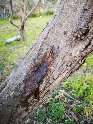 IMG-20190314-WA0038.jpg (175.55 KiB) Osservato 438 volte IMG-20190314-WA0038.jpg