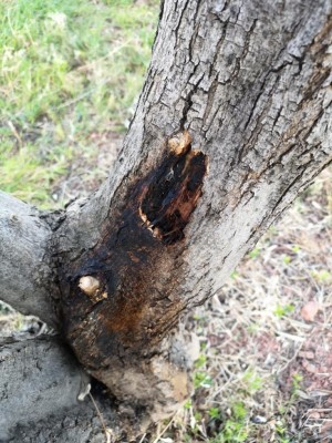 IMG-20190314-WA0036.jpg (155.56 KiB) Osservato 438 volte IMG-20190314-WA0036.jpg