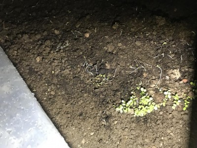 F9D12F7A-06C8-4F2F-B909-8F60B1B9D31D.jpeg (176.52 KiB) Osservato 407 volte F9D12F7A-06C8-4F2F-B909-8F60B1B9D31D.jpeg