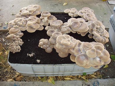 cardoncello.JPG (117.25 KiB) Osservato 485 volte cardoncello.JPG