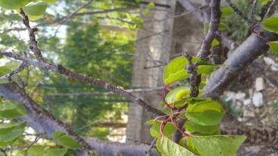 20190707_173426.jpg (81.4 KiB) Osservato 357 volte 20190707_173426.jpg