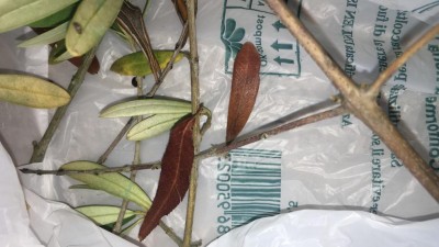 69195668-2F20-4359-BFD2-C8D455AA05FA.jpeg (78.21 KiB) Osservato 1078 volte 69195668-2F20-4359-BFD2-C8D455AA05FA.jpeg