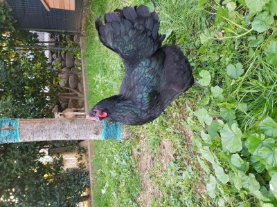 11.jpg (204.93 KiB) Osservato 385 volte 11.jpg